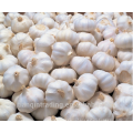 buy 2017 new crop chinese white pure frozen garlic